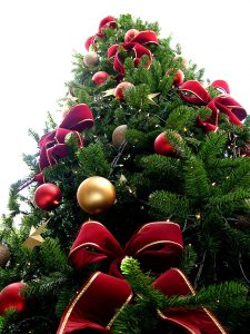 800px-Christmas_tree_sxc_hu